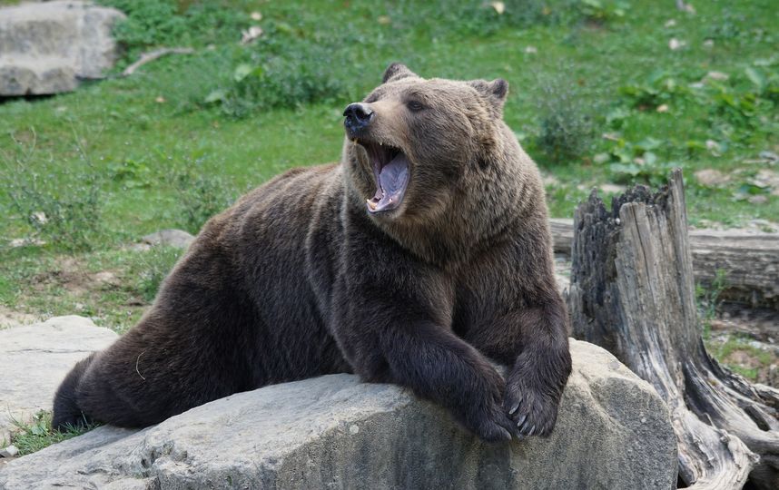 Бурый медведь. Фото pixabay