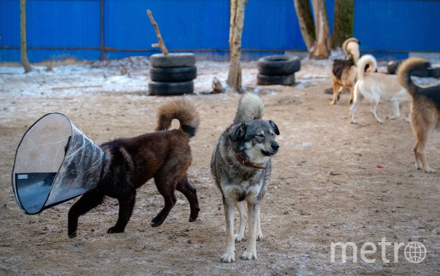 В петербургском приюте для животных «Полянка» ждут своих хозяев около 60 собак разных пород. Фото Алена Бобрович, "Metro"