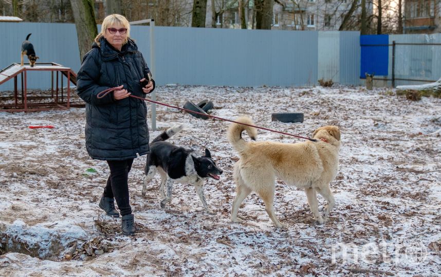 В петербургском приюте для животных «Полянка» ждут своих хозяев около 60 собак разных пород. Фото Алена Бобрович, "Metro"