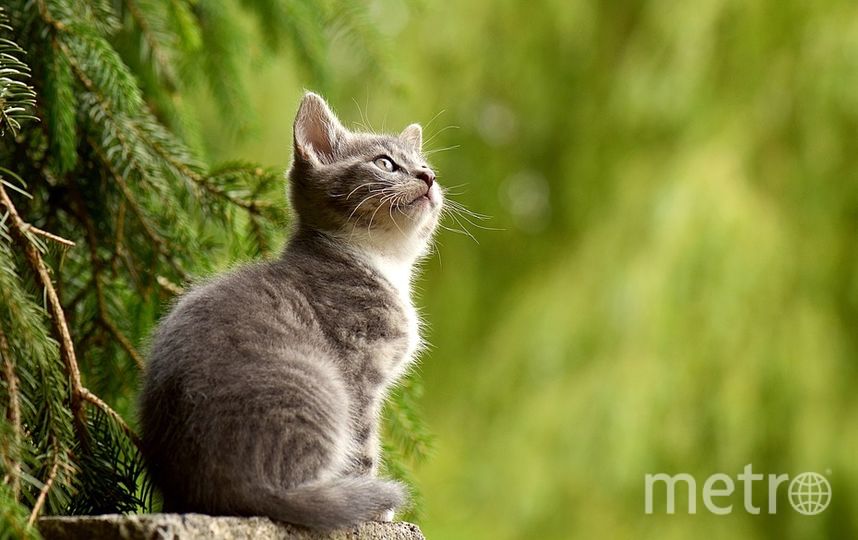 Кошки – скрытные существа, поэтому их отношение может быть неочевидно. Фото https://pixabay.com, "Metro"