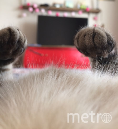 Кошка Муся. Фото Александр Журавлев, "Metro"