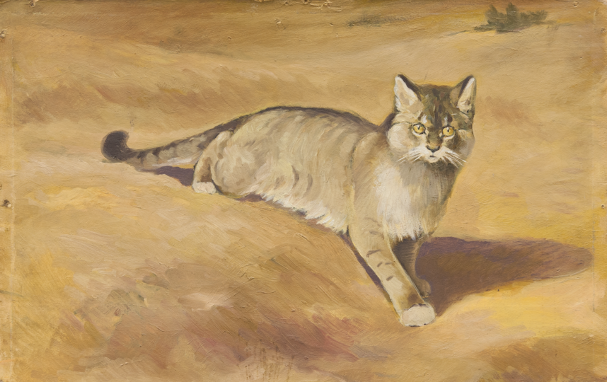 Ливийская кошка. Фото Предоставлено Дарвиновским музеем