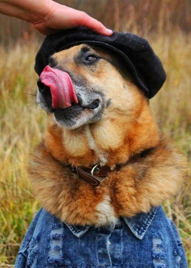 Пес Тимур. Фото Getty