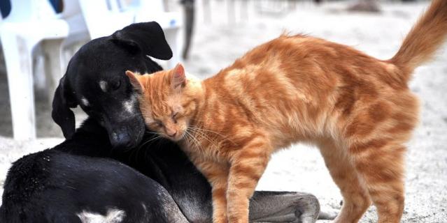 30 ноября отмечается Международный день домашних животных.