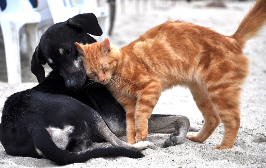30 ноября отмечается Международный день домашних животных. Фото Pixabay