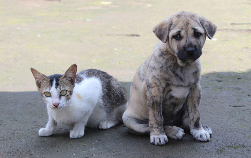 30 ноября отмечается Международный день домашних животных. Фото Pixabay