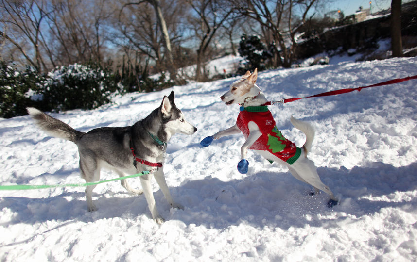 Как защитить собачьи лапы от реагентов зимой. Фото Getty