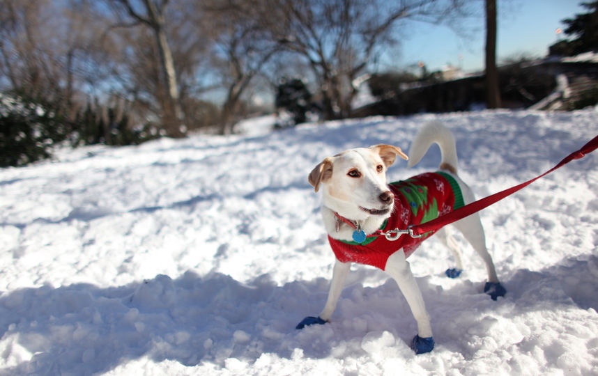 Как защитить собачьи лапы от реагентов зимой. Фото Getty
