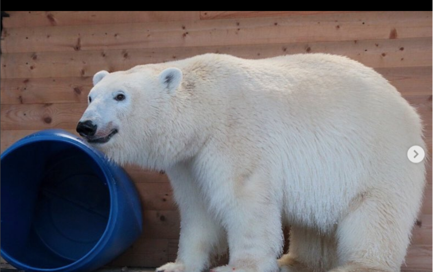У медведицы Хаарчааны новая игрушка: забавные фото выложил Ленинградский зоопарк