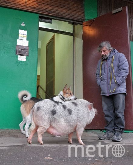 Дмитрий Крейнин с питомцами на прогулке. Фото Алена Бобрович., "Metro"