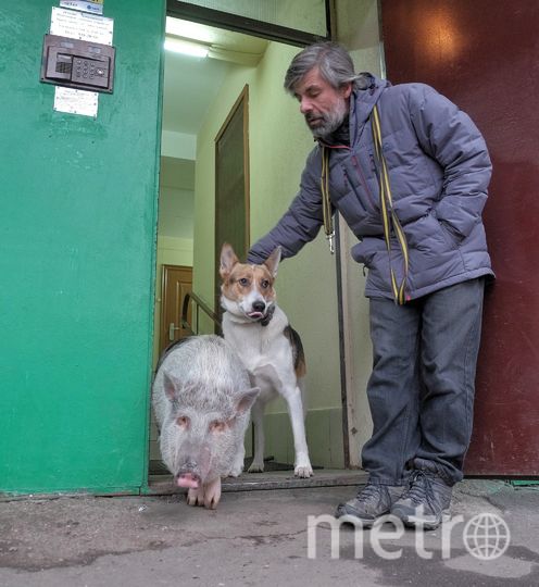 Дмитрий Крейнин с питомцами на прогулке. Фото Алена Бобрович., "Metro"