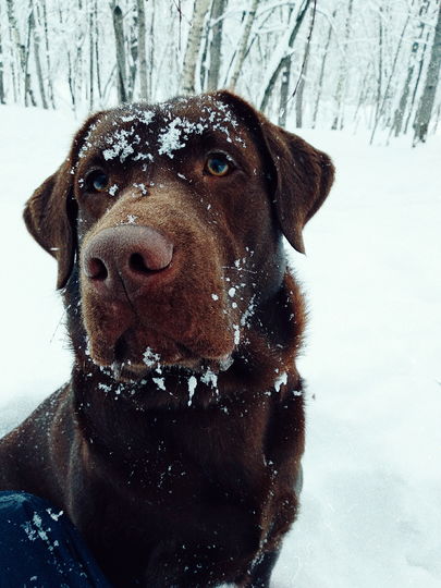 Зимний пес по кличке Вольт! Фото Захарова Екатерина