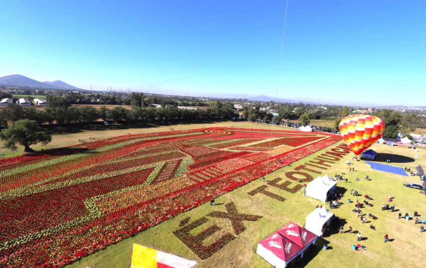 150 тысяч растений было использовано для создании ковра. Фото EDOMEX.