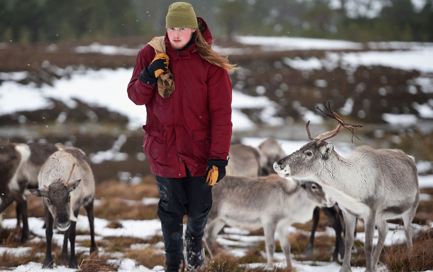 Люди кормят северных оленей. Фото Getty