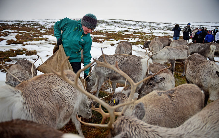 Люди кормят северных оленей. Фото Getty