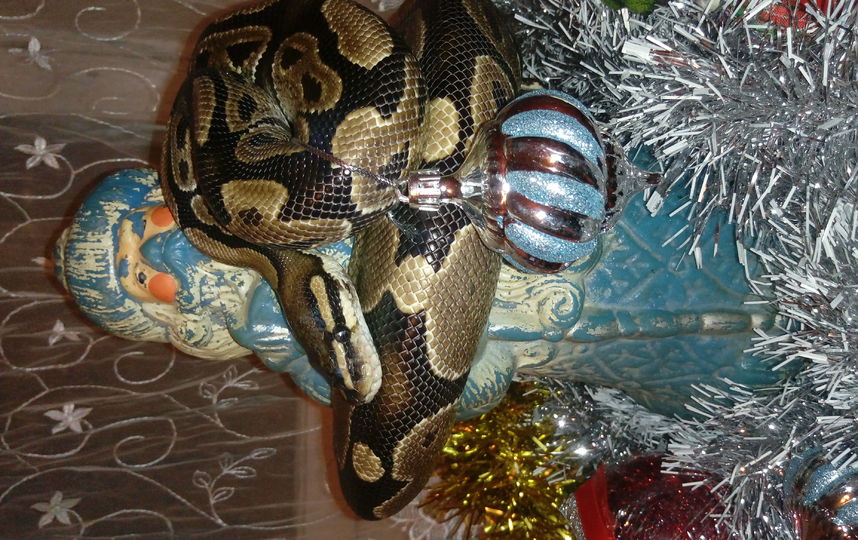 Королевский питон по кличке "Игорёк",тоже ждет Новый год! Фото Анастасия
