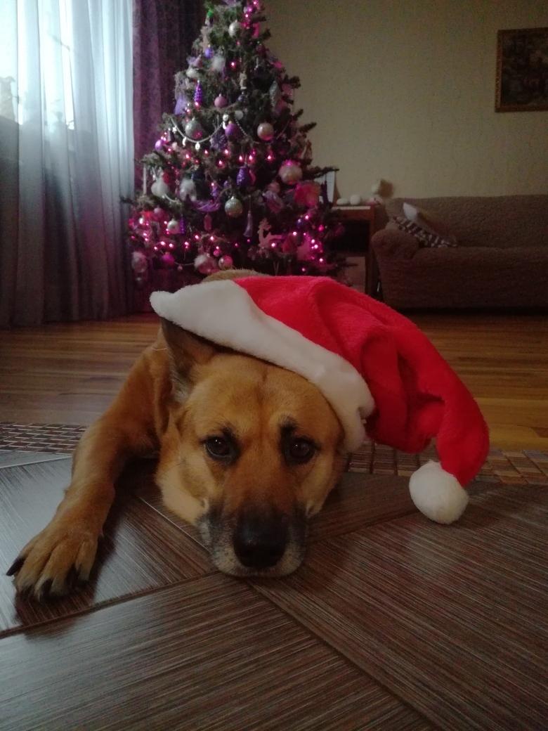 Собачка Лада к встрече Нового года готова. Фото Ирина