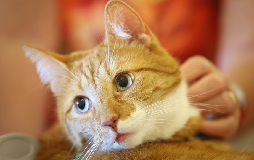 Размер зубов кошек стал больше на 5,5%. Фото Getty