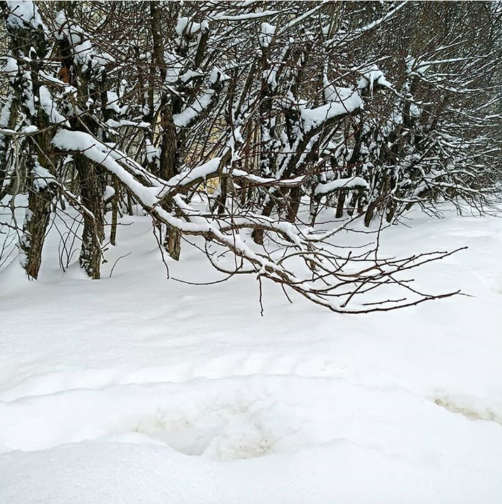 Снежная сказка: Петербуржцы делятся зимними фото в Instagram. Фото Скриншот Instagram: @lawyermager