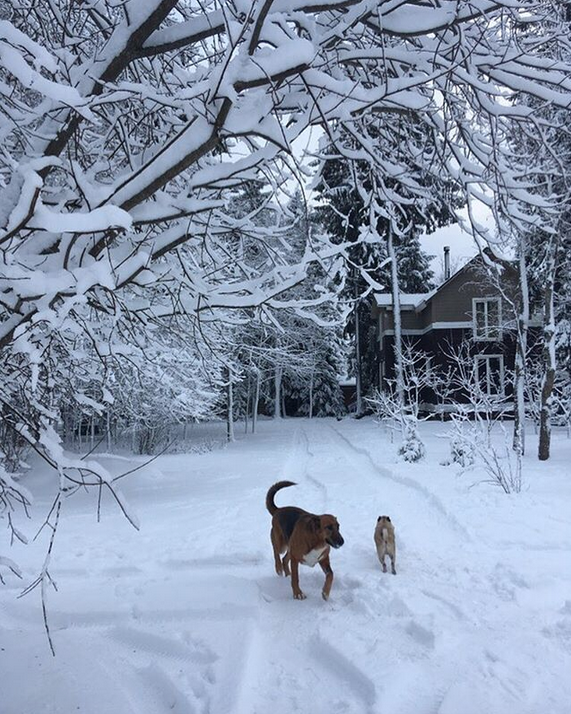 Снежная сказка: Петербуржцы делятся зимними фото в Instagram. Фото Скриншот Instagram: @kostish7
