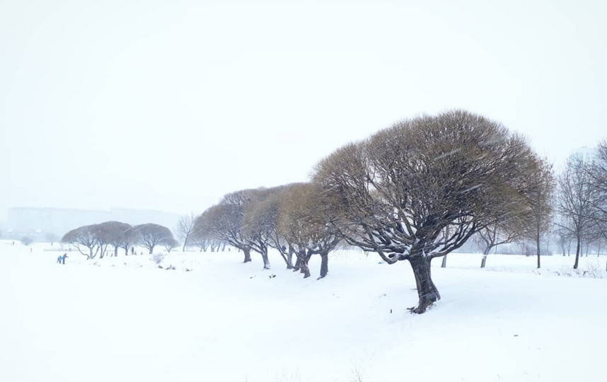 Снежная сказка: Петербуржцы делятся зимними фото в Instagram. Фото Скриншот Instagram: @iskorka_siberia