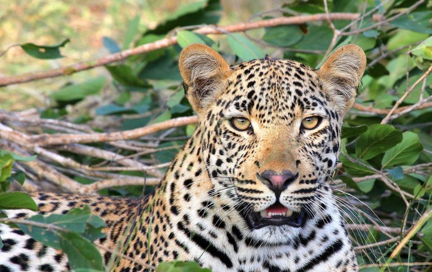 Леопард. Фото Pixabay