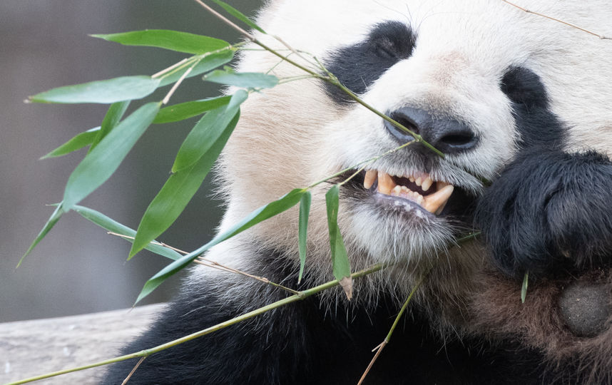 Панда. Фото Getty