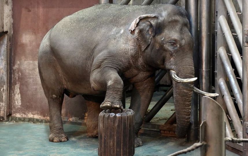 Слон. Фото Все фото предоставлены пресс-службой Московского зоопарка