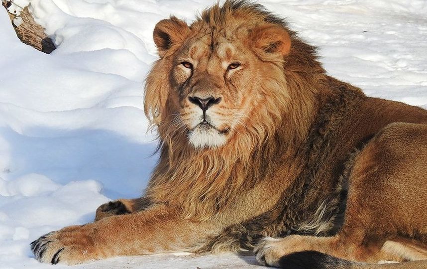 Азиатский лев. Фото Все фото предоставлены пресс-службой Московского зоопарка