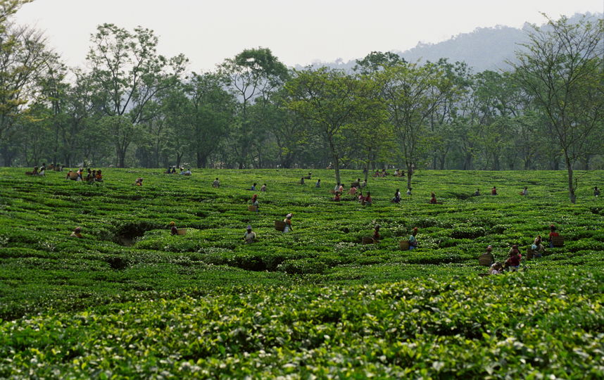 Чайная плантация в Индии. Фото Getty