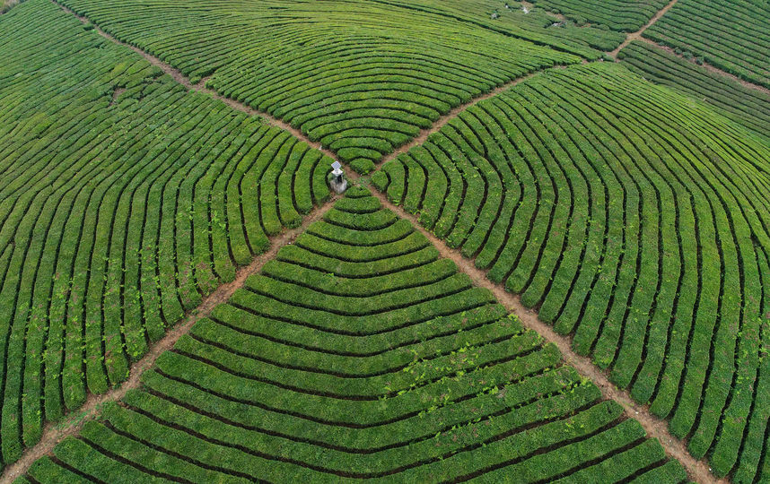 Чайная плантация в Китае. Фото Getty
