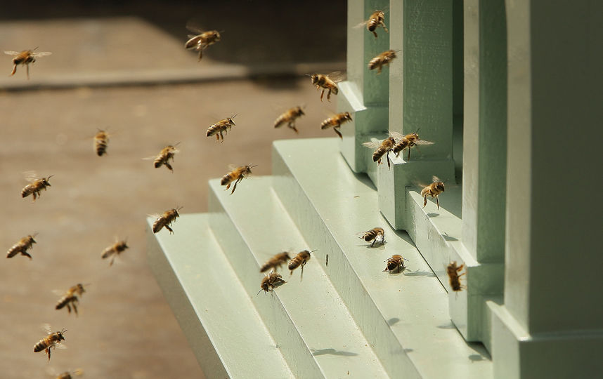 Пчёлы. Фото Getty