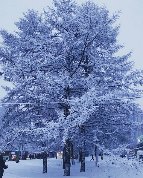 "Волшебное утро! Деревья превратились в пушистые снежные ели". Фото Скриншот instagram.com/leno4ka_koloskova/