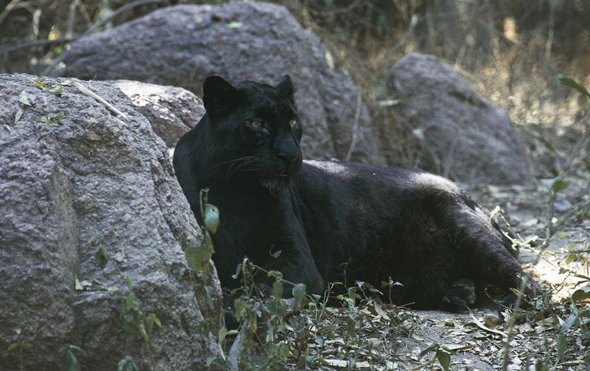 Чёрный леопард. Архивное фото. Фото Getty