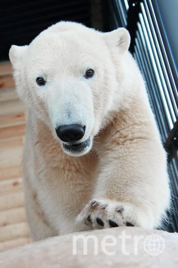 Белая медведица в Ленинградском зоопарке. Фото https://vk.com/spbzoopark, "Metro"