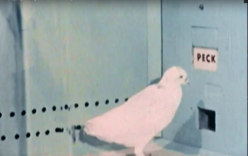 Приложения для знакомств затягивают людей так же, как голубей – игра с кормом. Фото кадр из Фильма  «Свайп: Правила съёма в цифровую эпоху»
