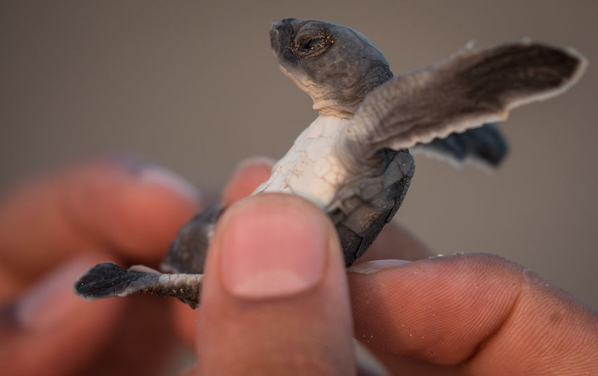 Обычный детеныш черепахи, архивное фото. Фото Getty