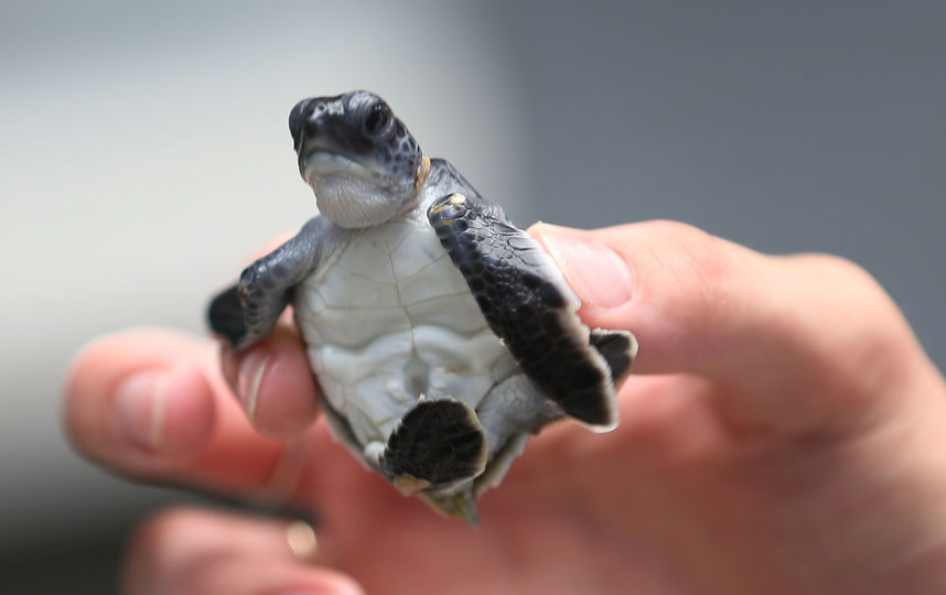 Обычный детеныш черепахи, архивное фото. Фото Getty