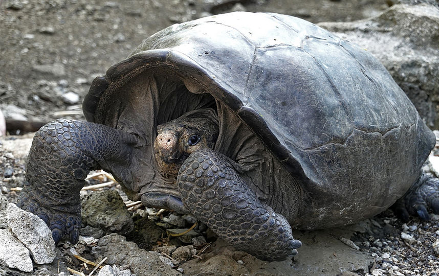 На острове Фернандина учёные обнаружили самку черепахи вида Chelonoidis Phantasticus. Фото AFP