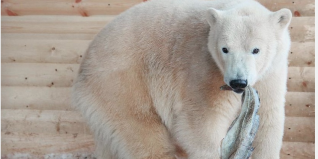 Фото: Ленинградский зоопарк / vk.com/spbzoopark. Фото: Ленинградский зоопарк / vk.com/spbzoopark.