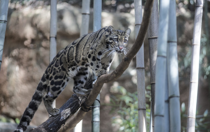 Дымчатый леопард. Фото Getty