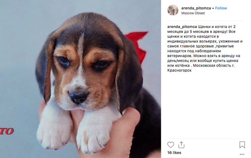 1500 рублей стоит аренда котёнка на сутки. Фото Скриншот https://www.instagram.com/arenda_pitomca/