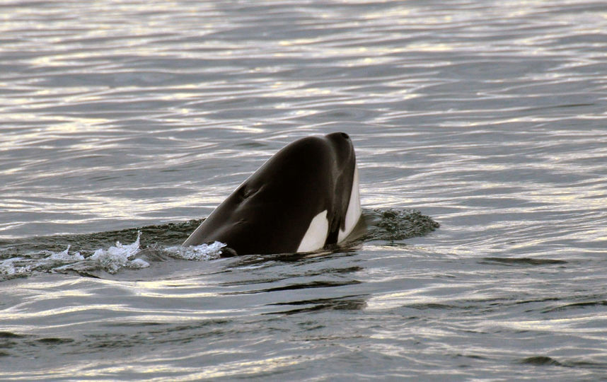 Животных рекомендовано выпустить в бухту Охотского моря. Фото Getty
