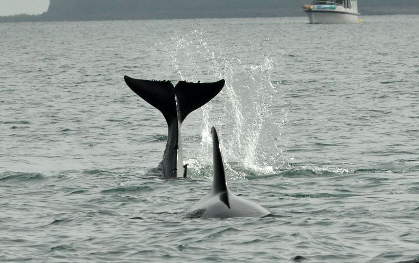 Животных рекомендовано выпустить в бухту Охотского моря. Фото Getty