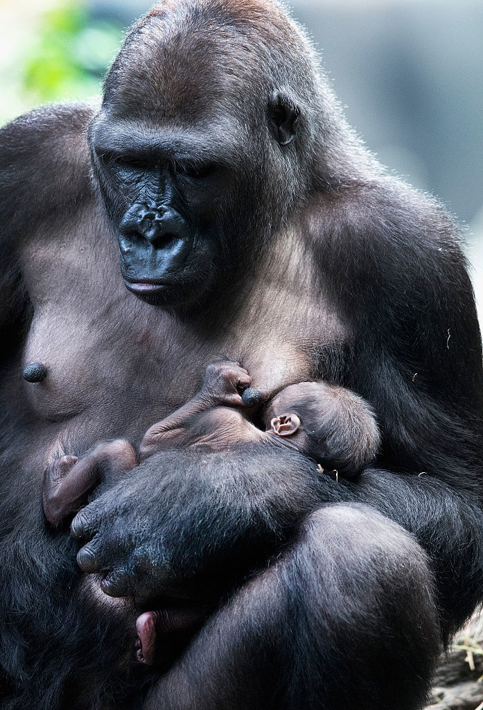 Inoyat malikasining porno suratlari