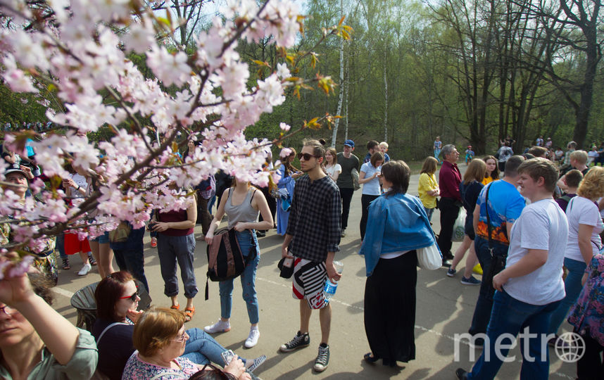 Фото сакуры в аптекарском огороде