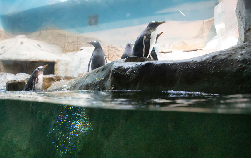 В московском зоопарке прошёл парад пингвинов. Фото Василий Кузьмичёнок