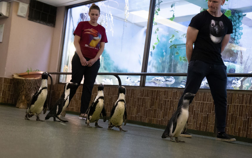 В московском зоопарке прошёл парад пингвинов. Фото Василий Кузьмичёнок