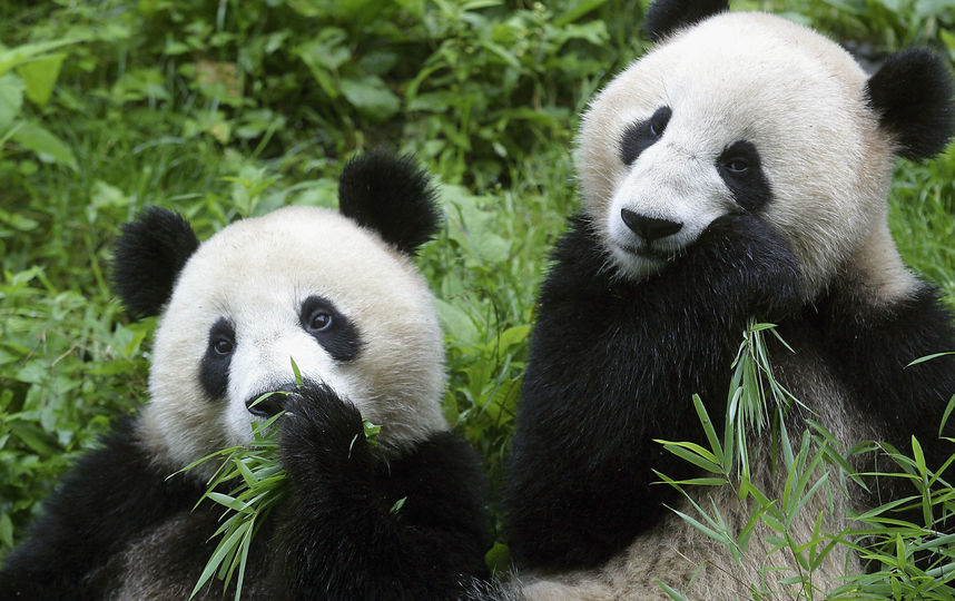 Большая панда. Фото Getty