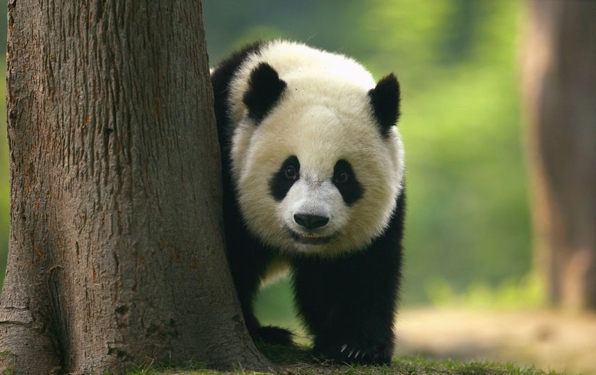 Большая панда. Фото Getty